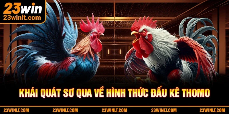 Khái quát sơ qua về hình thức đá gà Thomo thú vị