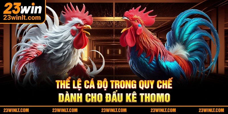 Bước chuẩn bị ban đầu và thời gian cuộc đấu kê diễn ra