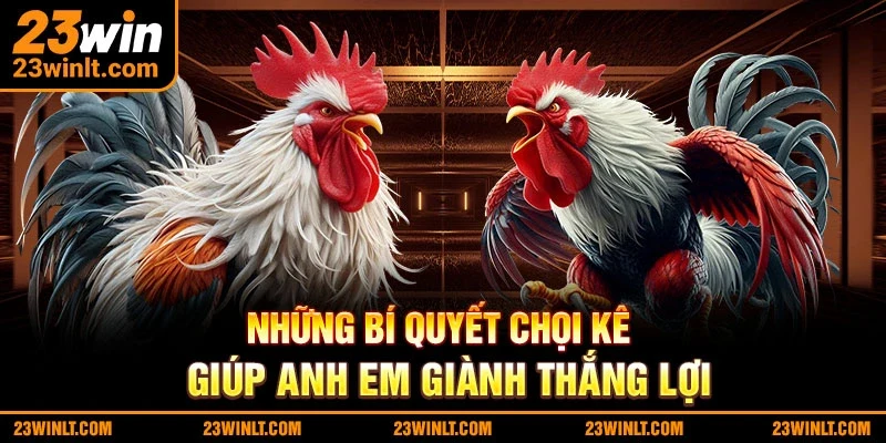 Những bí quyết chọi kê giúp anh em giành thắng lợi