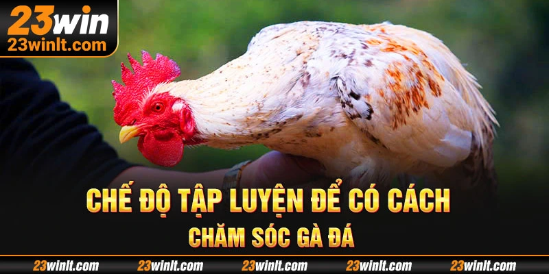 Chế độ tập luyện để có cách chăm sóc gà đá đúng cách