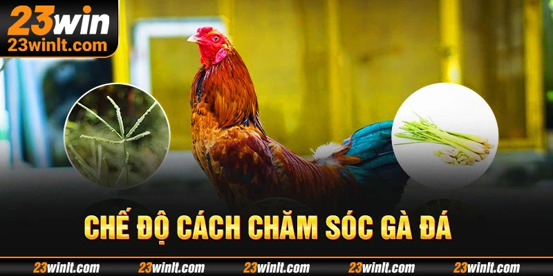 Cách chăm sóc gà đá tắm nắng đúng cách cho mọi người