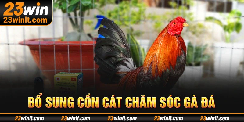 Bổ sung cồn cát để có cách chăm sóc gà đá hiệu quả hơn